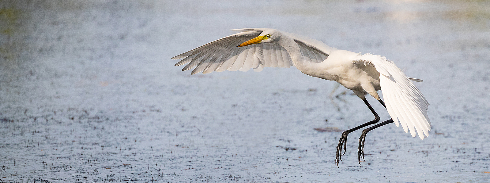 Egret - James Anderson