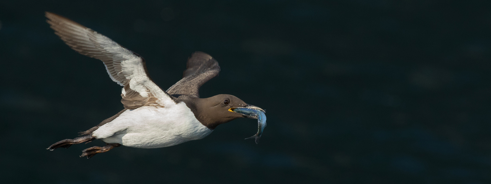 Guillemot with Fish - Steph Wilkie